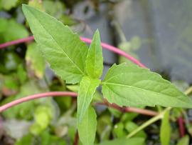   Acmella repens  leaves; photo: S.L. Winterton 