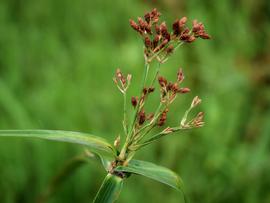   Actinoscirpus grossus  inflorescence; photo copy; Wibowo Djatmiko, wikimedia.org 