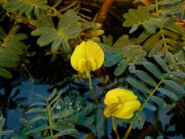   Aeschynomene fluitans  flowers, floating and emersed; photo: S.L. Winterton 