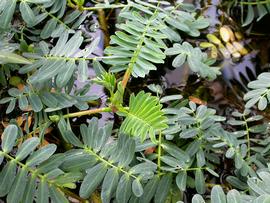   Aeschynomene fluitans  leaves, floating and emersed; photo: S.L. Winterton 