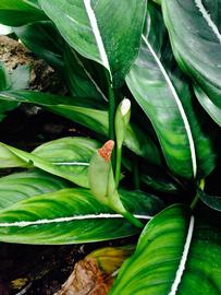   Aglaonema costatum  spadix and spathe; photo: S.L. Winterton 