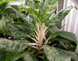   Aglaonema  sp.; photo: S.L. Winterton 