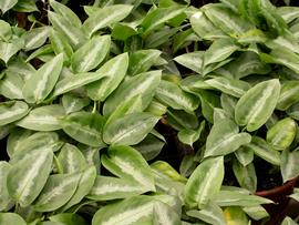   Aglaonema  sp. leaves; photo: S.L. Winterton 