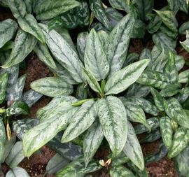   Aglaonema  sp. leaves; photo: S.L. Winterton 