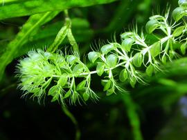   Aldrovanda vesiculosa  stem apex, submersed, floating just beneath water surface; photo: S.L. Winterton 