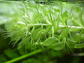   Aldrovanda vesiculosa  stem, closeup showing traps; photo: S.L. Winterton 