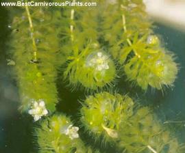   Aldrovanda vesiculosa  with flowers; photo copy; Lubomir Adamec 