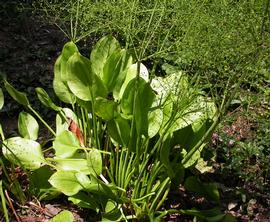   Alisma plantago-aquatica , emersed; photo: S.L. Winterton 