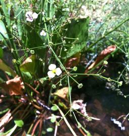   Alisma plantago-aquatica , inflorescence ; photo: S.L. Winterton 