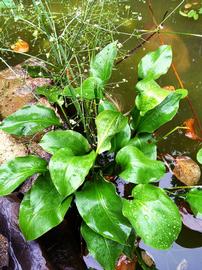   Alisma plantago-aquatica  subsp.  orientale , emersed; photo: S.L. Winterton 