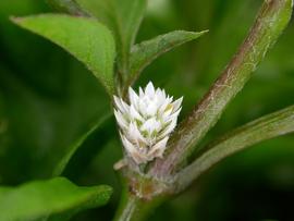   Alternanthera ficoidea  flower head; photo: S.L. Winterton 