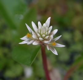   Alternanthera hassleriana  flower head; photo: S.L. Winterton 