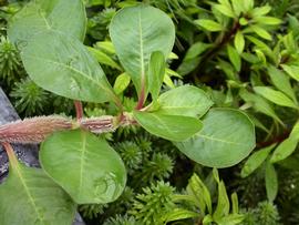   Alternanthera hassleriana  leaves; photo: S.L. Winterton 