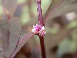   Alternanthera reineckii #39; Lilacina#39; flower head; photo: S.L. Winterton 