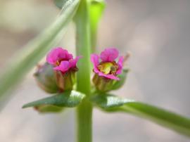   Ammannia coccinea  flowers; photo: S.L. Winterton 