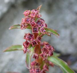  Ammannia gracilis  fruit; photo: S.L. Winterton