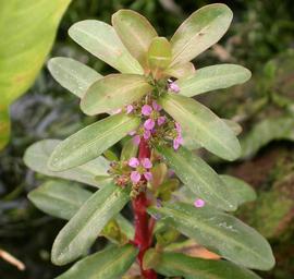   Ammannia gracilis , emersed; photo: S.L. Winterton 