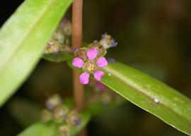   Ammannia multiflora  flower; photo: S.L. Winterton 