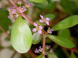   Ammannia senegalensis  flowers; photo: S.L. Winterton 