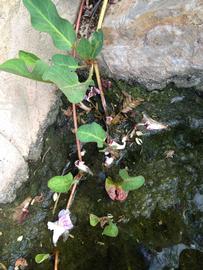   Anemopsis californica , emersed; photo: S.L. Winterton 