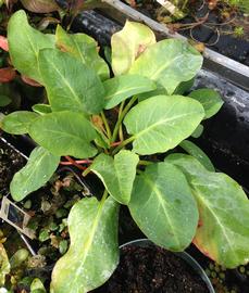   Anemopsis californica  leaves, emersed; photo: S.L. Winterton 