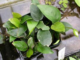  Anubias barteri ; photo: S.L. Winterton