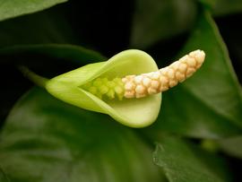   Anubias barteri  spadix and spathe; photo: S.L. Winterton 