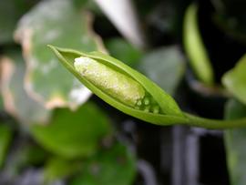   Anubias barteri  spadix and spathe; photo: S.L. Winterton 