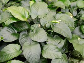   Anubias barteri , emersed; photo: S.L. Winterton 