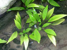   Anubias  sp., submersed; photo: S.L. Winterton 