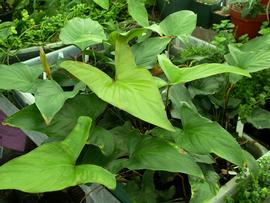   Anubias alfzelii , emersed; photo: S.L. Winterton 