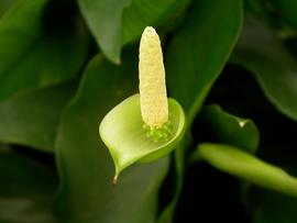   Anubias  sp. spadix and spathe; photo: S.L. Winterton 