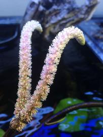   Aponogeton boivinianus  spikes; photo: S.L. Winterton 