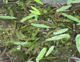   Aponogeton elongatus , submersed; photo: S.L. Winterton 