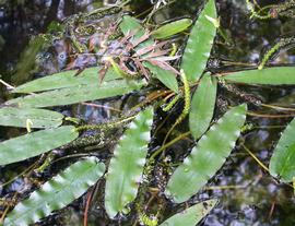   Aponogeton elongatus  floating and emersed leaves; photo: S.L. Winterton 