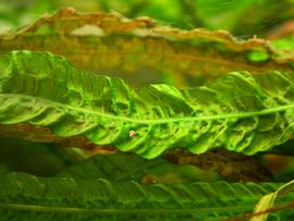   Aponogeton lancesmithii  leaf, submersed; photo: S.L. Winterton 