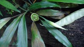   Aridarum  sp. spathe and spadix; photo copy; Peter C. Boyce 