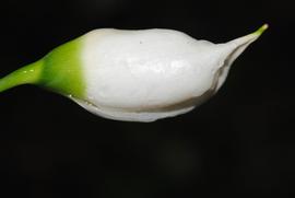   Aridarum  sp. spathe; photo copy; Peter C. Boyce 