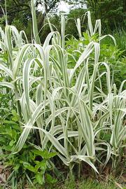   Arundo donax  #39;Variegata#39;; photo copy; Steven Malehorn, Eastern Illinois University Virtual Garden 