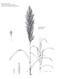   Arundo donax;  drawing copy; University of Florida/IFAS Center for Aquatic and Invasive Plants, used with permission 