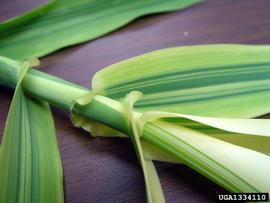   Arundo donax  leaf attachment; photo copy; Chris Evans, The University of Georgia, www.forestryimages.org 