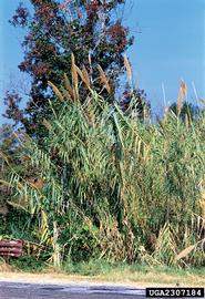   Arundo donax;  photo copy; James H. Miller, USDA Forest Service, www.forestryimages.org 