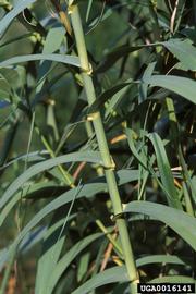   Arundo donax  stem; photo copy; James H. Miller, USDA Forest Service, www.forestryimages.org 