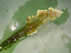   Azolla  sp. root; photo: S.L. Winterton 