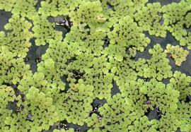   Azolla  sp., floating; photo: S.L. Winterton 