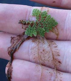   Azolla pinnata;  photo copy; S. Navie 