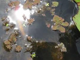   Azolla pinnata , floating; photo copy; S. Navie 