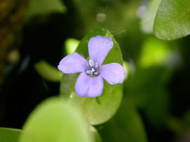   Bacopa caroliniana  flower; photo: S.L. Winterton 