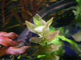   Bacopa caroliniana , submersed; photo: S.L. Winterton 