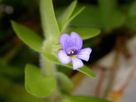   Bacopa lanigera  flower; photo: S.L. Winterton 